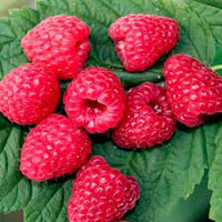 Raspberry