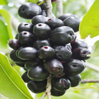 Blackberry