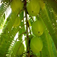 Gooseberry