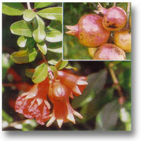 Pomegranate