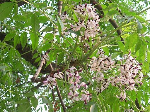 Persian Lilac