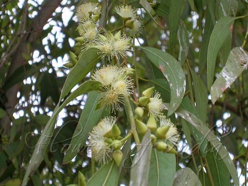Eucalyptus