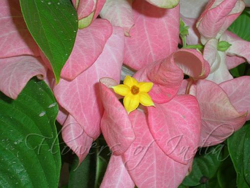 Mussaenda pink