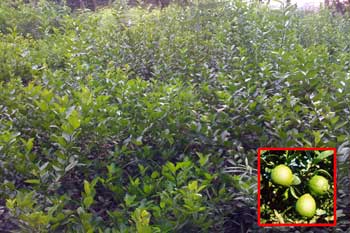 Lamon Acid Fruit