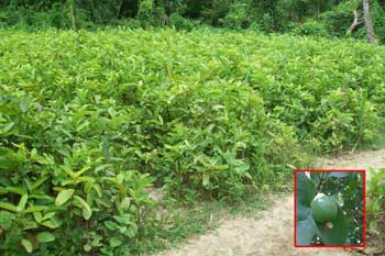 Psidium Guava