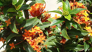Lxora Coccinea