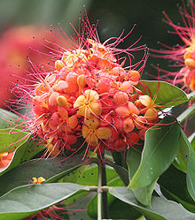 Saraca Asoca